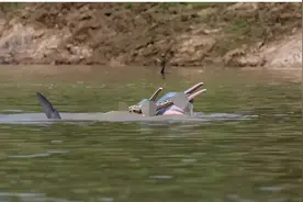 奇葩！河豚竟与蟒蛇一起玩耍，河豚究竟对蟒蛇做了什么？图片