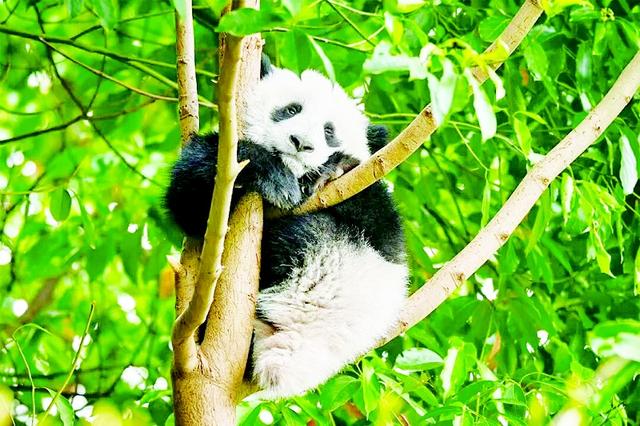 九寨黄龙双飞6日游 邂逅童话秘境