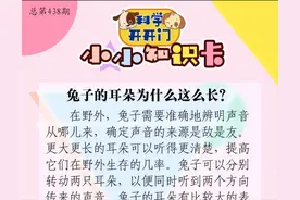 兔子的耳朵为什么这么长？| 科学开开门图片