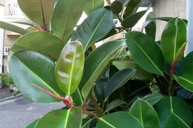 橡皮树有什么特点，怎样繁殖和栽培橡皮树？图片