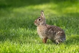 兔年说兔丨鼠兔更像鼠还是兔？101种兔子中谁才是十二生肖中的“兔”？图片