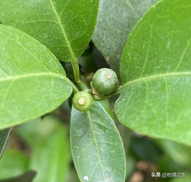 柑橘喷第二次保果，细节决定分果、膨果、稳果、控梢等效果