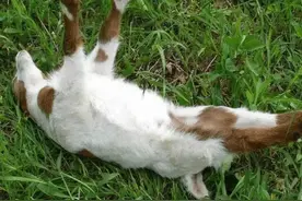 有一个小羊，一言不合就晕倒图片