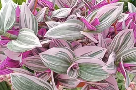 如何才能养好油画吊兰图片