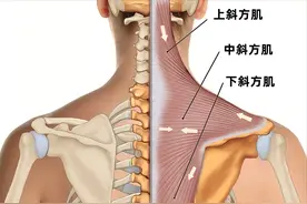 从头到脚学肌肉——肩胛带肌（高清图解）图片