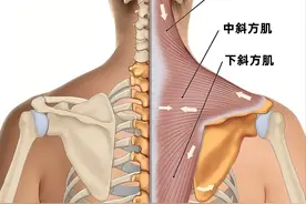 从头到脚学肌肉——肩胛带肌（高清图解）图片