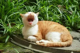 口臭说到底都是脾胃问题！5款中药小茶饮，让讨厌的口气去无踪图片