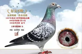 桑杰士代表鸽——“东方不败”图片