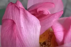 莲花池公园出现同心莲！生长概率亿分之一图片