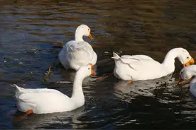 鹅肠道出血是怎么回事 鹅肠道现血怎么办图片