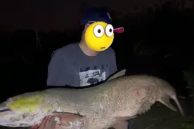 从下午钓到晚上！洪湖钓友遭遇78斤大型水老虎，耗时2小时才钓起图片