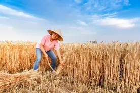 为什么有人说70年代农民吃不饱是谣言？图片