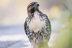 四川一老鹰抓鸡，却遇到了战斗“鸡”，鸡真的是霸王龙后裔？图片