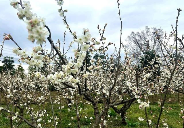樱桃花开了！来乌当赴一场春暖花开之约