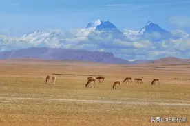 我想背着包，一个人坐火车去拉萨，重庆西到拉萨，硬座票302.5元图片