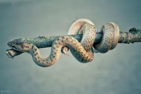 家里进蛇有什么预兆？家里进蛇怎么才能驱赶走？驱赶家蛇的办法图片