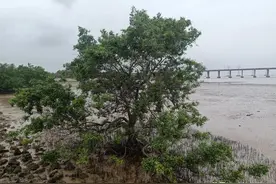 分享广东话方言俗语顺口溜图片