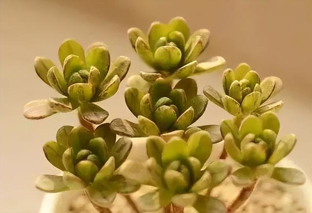 270种常见多肉图谱，一分钟认全！
