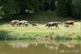 揭开阿拉伯人的神秘面纱，让西方人汗颜吧图片