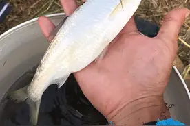 夏季野钓大白条攻略，一天十斤不是问题，就是有点费酒图片