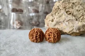 文玩核桃“新玄学”——左手盘与右手盘？图片