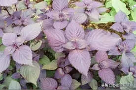 新鲜紫苏叶怎么吃？紫苏最好吃的5种做法，学会让你做出好吃美食图片