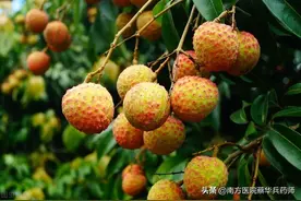 一味散寒止痛的中药：上能疏肝理气散结节，下能和胃散寒治疼痛图片
