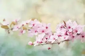 15个春天唯美文艺句子文案，干净精美温柔治愈语录图片