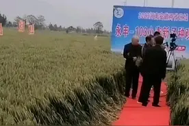 真假？麦田观摩铺红地毯？官方回应了，村民：脚不沾土却说为农？图片