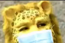 虎年豹富，让孙悟空出来单挑啊图片