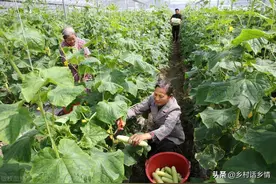 黄瓜、番茄、茄子、辣椒黄叶、萎蔫、死棵？记住两点，不再发生图片