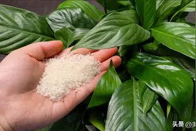 家里养花别再直接浇水了，老花农教我一招，叶绿根壮爆满盆，实用图片