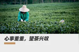 三万一斤的西湖龙井滞销，生产包装销售均受影响，今年谷雨茶农只剩叹息图片
