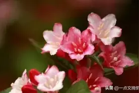 带着200万遗产，丁克伯母回来养老，我要不要接受？图片