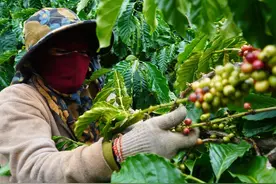 越南咖啡豆进入收获季节，采摘工收入渐涨图片