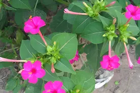 1种名贵的“地雷花”，以往在山上泛滥，如今却难找，是中药草图片