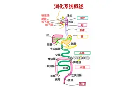 人体内脏器官图大汇总 太全了，很难找齐了，你需要的都在这里啦图片