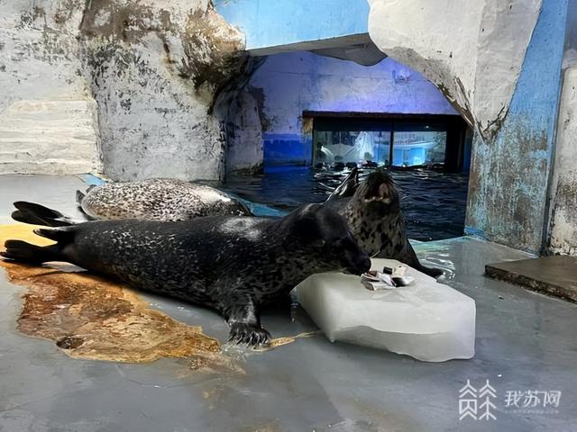 花胶螺旋藻 2025年螺旋藻和蜂胶哪个对胃好