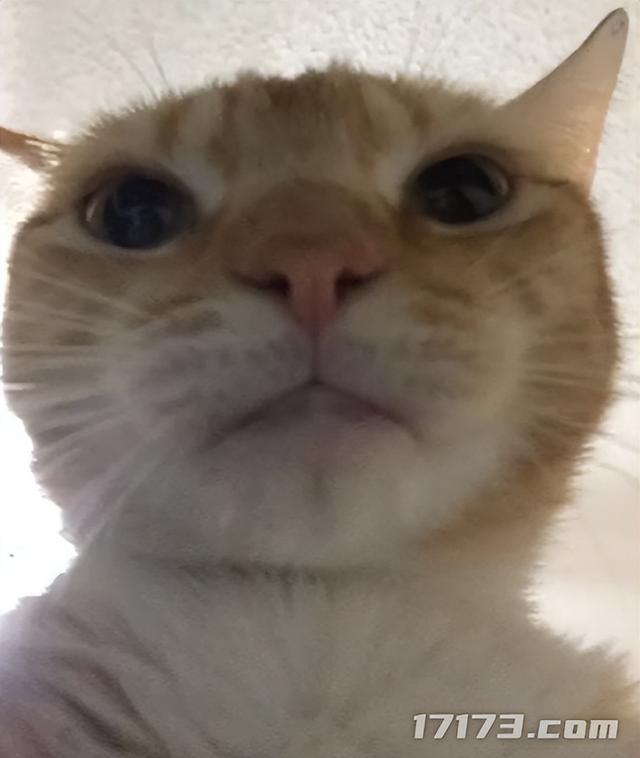 太癫了！千万玩家集体「指猫为鼠」，还成了腾讯王牌游戏的新宠儿