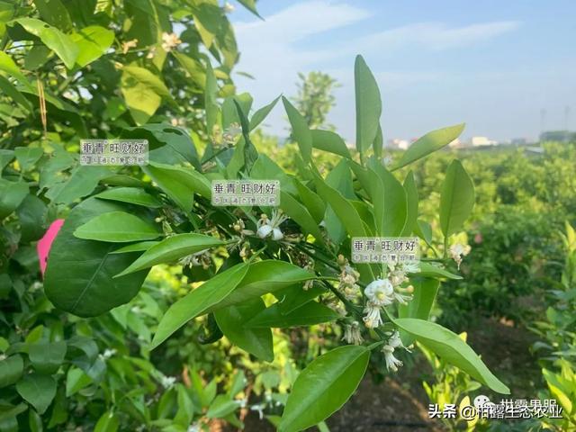 干货来啦！不同柑橘品种的一保药剂方案分享
