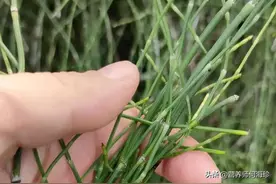 人称“黄金草”，不长叶子不开花，过去一长一大片，如今不多见了图片