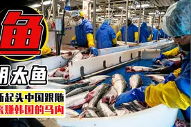 俄罗斯起头，中国紧随其后，出口明太鱼掏空韩国人的钱包？图片