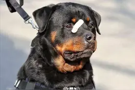 不认识护卫“三剑客”，你还敢说喜欢护卫犬？图片