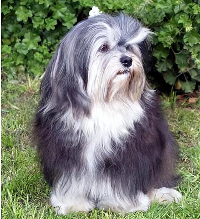 而且罗秦犬的毛色由不同的颜色组合而成,小时候的毛色和长大后的毛色