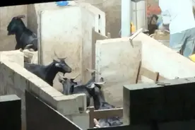 暗访山羊“保养”黑幕：上千只活羊凌晨被灌食增重，活羊被灌“嗷嗷”叫图片