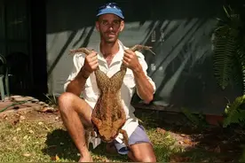 地球上最大的毒蛤蟆，在澳洲泛滥，不仅毒翻鳄鱼还能把蛇当点心图片