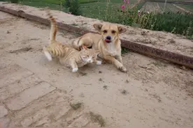 从此，不再养狗图片