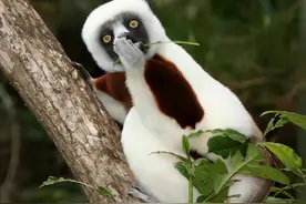 动物搞笑图片，动物界的幽默当图片