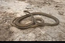 河南一村庄出现蛇群？官方回应图片