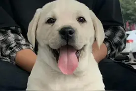 我家狗治好了我的抑郁症图片